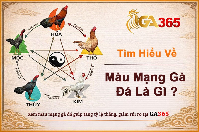 Màu Mạng Gà Đá Là Gì ? Cách Xem Màu Mạng Gà Tăng Tỷ Lệ Thắng Tại GA365